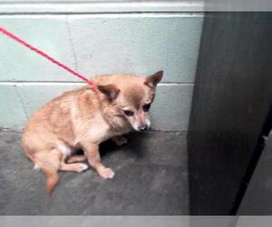 Chihuahua Dogs for adoption in Tulsa, OK, USA