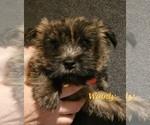 Puppy Woody Cairn Terrier