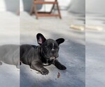 Small Photo #4 French Bulldog Puppy For Sale in TAMPA, FL, USA