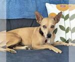 Small Chihuahua Mix