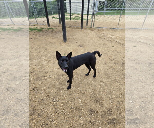 Medium Photo #1 Mutt Puppy For Sale in Maquoketa, IA, USA