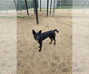 Mutt Dogs for adoption in Maquoketa, IA, USA