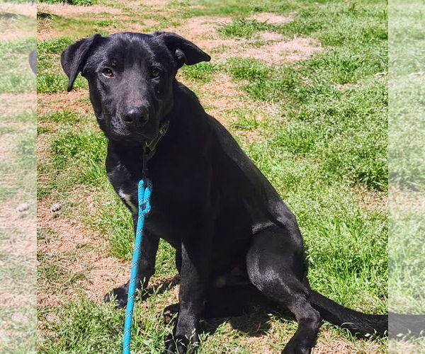 Medium Photo #7 Shepradors Puppy For Sale in Caribou, ME, USA