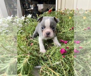 Faux Frenchbo Bulldog Puppy for sale in FREDONIA, KS, USA