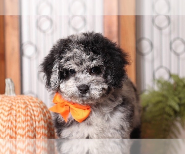 Medium Photo #4 Poochon Puppy For Sale in NAPLES, FL, USA