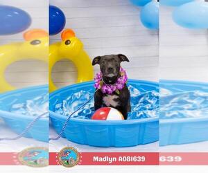 Labrador Retriever-Unknown Mix Dogs for adoption in Mobile, AL, USA