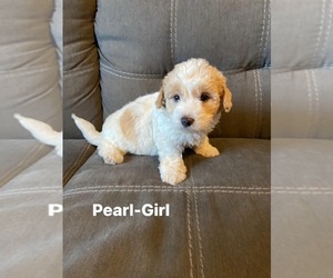 F2 Aussiedoodle Puppy for sale in CHAUMONT, NY, USA