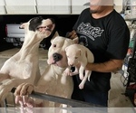 Small Photo #15 Dogo Argentino Puppy For Sale in ARLINGTON, TX, USA