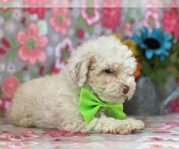 Medium Photo #3 Schnoodle (Miniature) Puppy For Sale in LANCASTER, PA, USA