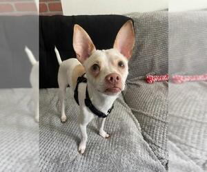 Chihuahua Dogs for adoption in Woodland Hills, CA, USA