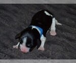 Small Photo #18 English Springer Spaniel Puppy For Sale in LITCHFIELD, MN, USA