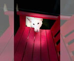 Small #4 Siberian Husky Mix