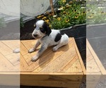 Puppy Spot Bernedoodle-Bluetick Coonhound Mix