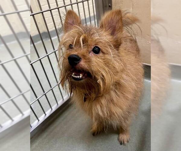 Medium Photo #1 Norwich Terrier-Pomeranian Mix Puppy For Sale in Boston, MA, USA