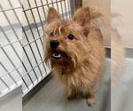 Small Norwich Terrier-Pomeranian Mix