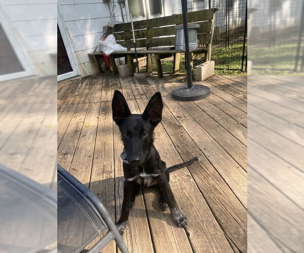 Medium Photo #2 Mutt Puppy For Sale in Kansas City, MO, USA