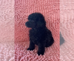 Cavapoo Puppy for sale in ADAMSVILLE, TN, USA
