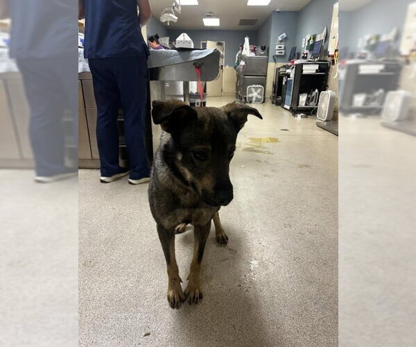 Medium Photo #1 German Shepherd Dog-Unknown Mix Puppy For Sale in Riverside, CA, USA