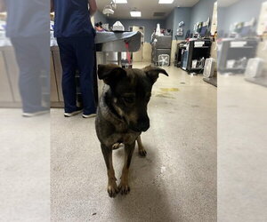 German Shepherd Dog-Unknown Mix Dogs for adoption in Riverside, CA, USA