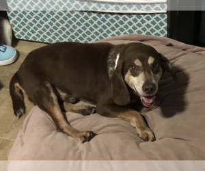 Beagle Dogs for adoption in Tampa, FL, USA