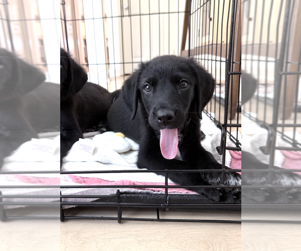 Medium Photo #4 Labrador Retriever-Unknown Mix Puppy For Sale in Rockville, MD, USA