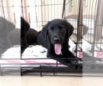 Small #3 Labrador Retriever Mix