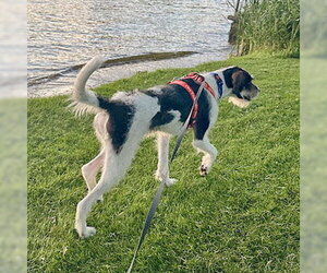 Jaxon - Male Poodle (Standard)-Treeing Walker Coonhound Mix Dog for Adoption - Photo #3