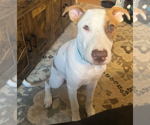 Medium Photo #20 American Pit Bull Terrier-Unknown Mix Puppy For Sale in Oak Bluffs, MA, USA