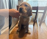 Puppy Blue collar Golden Retriever