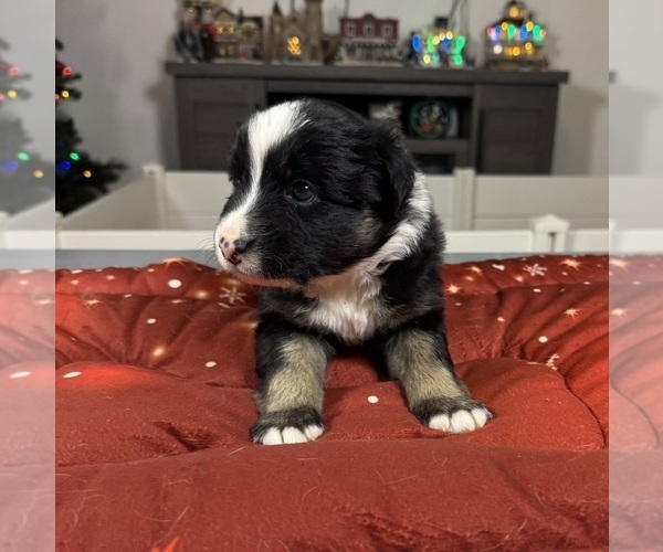 Medium Photo #38 Australian Shepherd Puppy For Sale in SALISBURY, NC, USA