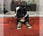 Small Photo #38 Australian Shepherd Puppy For Sale in SALISBURY, NC, USA