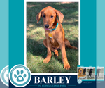 Small #1 Labrador Retriever Mix