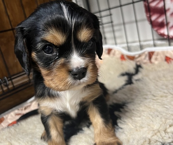 Medium Photo #1 Cavalier King Charles Spaniel Puppy For Sale in DEWITT, MI, USA