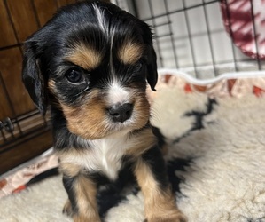 Medium Cavalier King Charles Spaniel