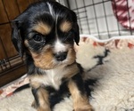 Puppy Boone Cavalier King Charles Spaniel