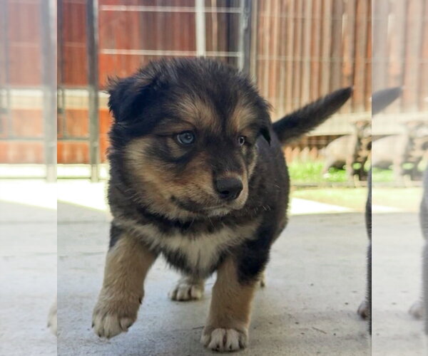 Medium Photo #1 Labrador Retriever-Unknown Mix Puppy For Sale in San Diego, CA, USA