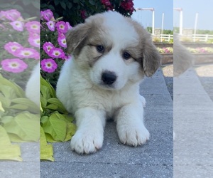 Great Pyrenees Puppy for sale in CANOGA, NY, USA