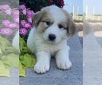 Image preview for Ad Listing. Nickname: Greta