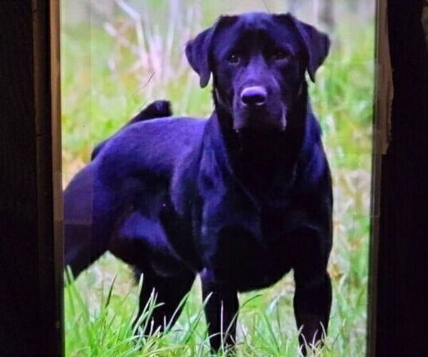 Medium Photo #9 Labrador Retriever Puppy For Sale in SHELTON, WA, USA