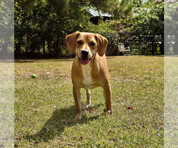 Medium Photo #2 American Foxhound-Unknown Mix Puppy For Sale in Texarkana, TX, USA