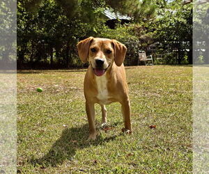 Nemo - Male American Foxhound-Unknown Mix Dog for Adoption - Photo #2