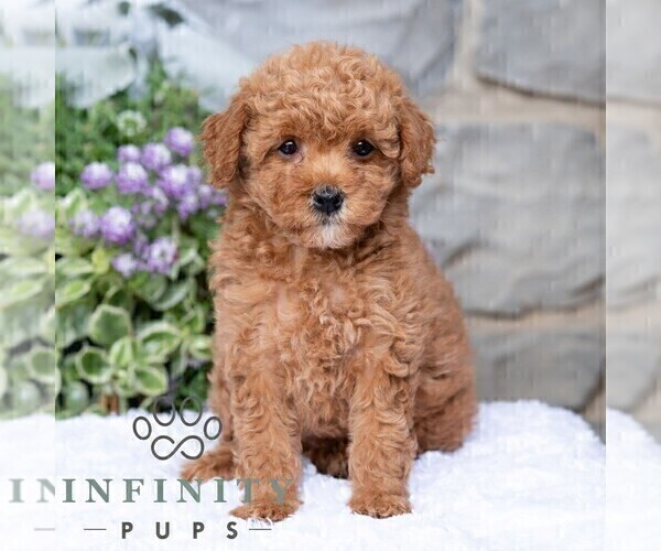 Medium Photo #3 Havapoo Puppy For Sale in LEWISBURG, PA, USA
