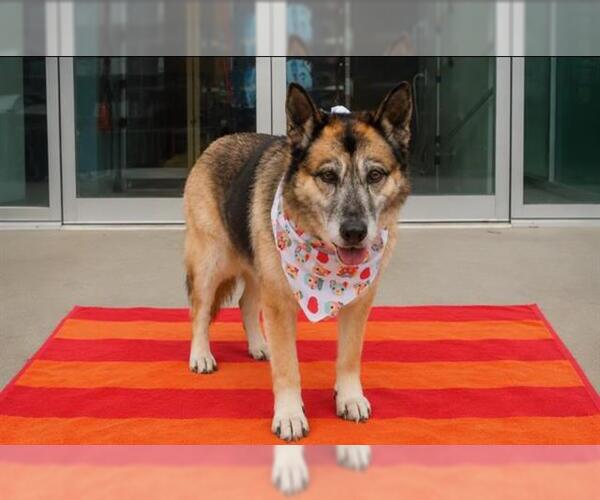 Medium Photo #2 German Shepherd Dog Puppy For Sale in Orange, CA, USA