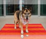 Small #1 German Shepherd Dog