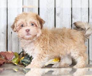Havanese Puppy for sale in MOUNT VERNON, OH, USA
