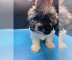 Small Photo #4 Maltipoo-Shih Tzu Mix Puppy For Sale in SAINT AUGUSTINE, FL, USA