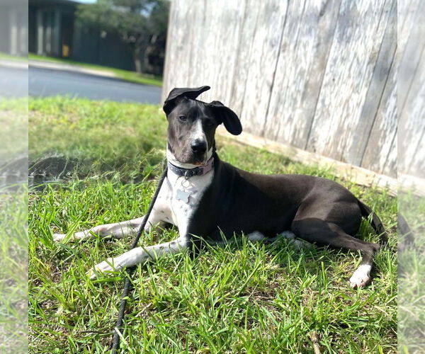 Medium Photo #18 Basset Hound-Great Dane Mix Puppy For Sale in Bullard, TX, USA