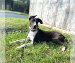 Small #17 Basset Hound-Great Dane Mix