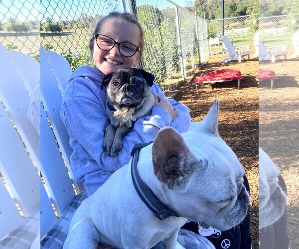 Medium Photo #8 Pug Puppy For Sale in  Ramona, CA, USA