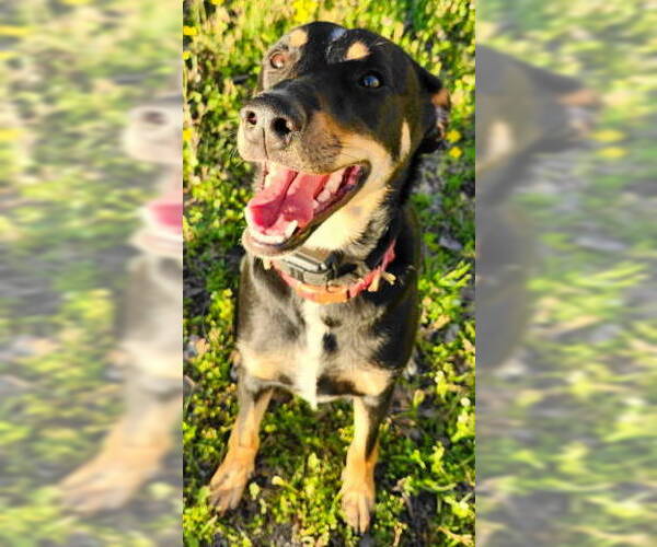 Medium Photo #2 Doberman Pinscher-German Shepherd Dog Mix Puppy For Sale in Frankston, TX, USA